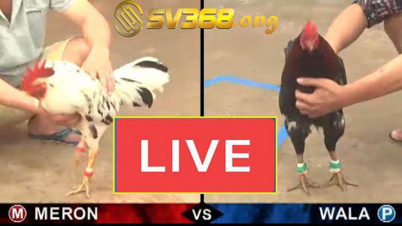 Đá gà sv368 - Trải nghiệm sảnh game thú vị hơn tất cả 1 Đá gà SV368 - Sân chơi nổi tiếng đến từ Campuchia
