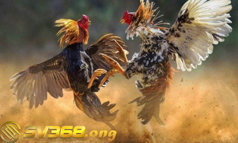 Đá gà sv368 - Trải nghiệm sảnh game thú vị hơn tất cả 2 Đá gà không giới hạn cùng SV368