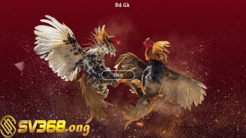 Đá gà sv368 - Trải nghiệm sảnh game thú vị hơn tất cả 3 Hàng trăm trận đấu hấp dẫn đang chờ đợi bạn mỗi ngày