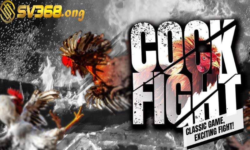 Đá gà sv368 - Trải nghiệm sảnh game thú vị hơn tất cả 4 Khuyến mãi đá gà cực khủng tại SV368