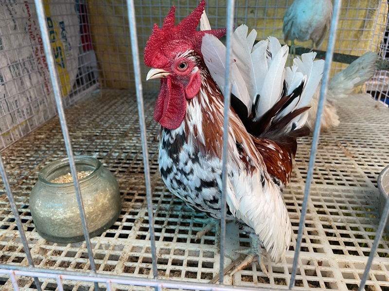 Giá Gà Tre Cảnh Bao Nhiêu? Mua Gà Tre Kiểng Uy Tín Tại Sv368 2 giá gà tre cảnh