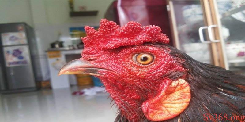 Tại Sao Gà Đá Bị Tái Mặt? Nguyên Nhân Và Cách Phòng Tránh 1 Tại sao gà đá bị tái mặt?