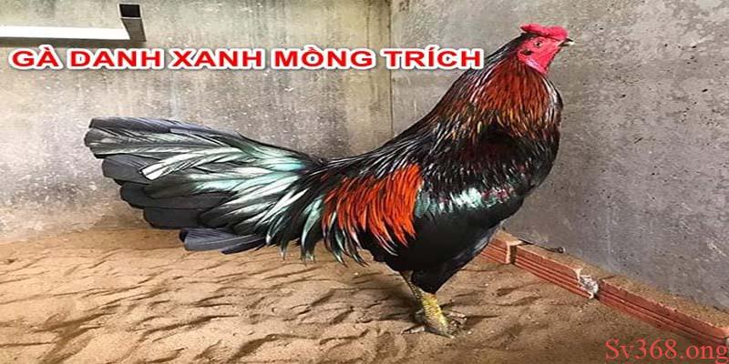 Cách nuôi gà chọi C1 Đôi nét về gà chọi C1