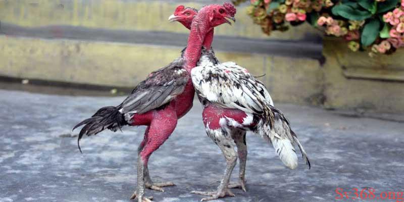 Các cách nuôi gà chọi đỏ đẹp Các cách nuôi gà chọi đỏ đẹp