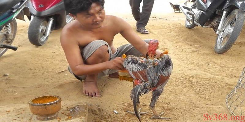 Cách nuôi gà chọi cho người mới chọi Cách chăm sóc gà chọi cho người mới chọi
