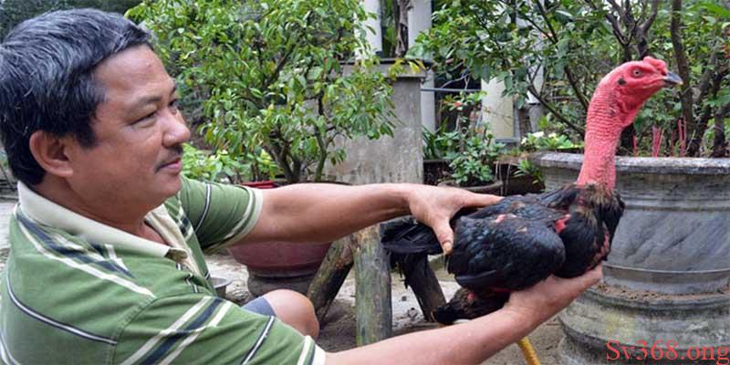 cách nuôi gà chọi cho người mới chọi Hướng dẫn cách huấn luyện gà chọi