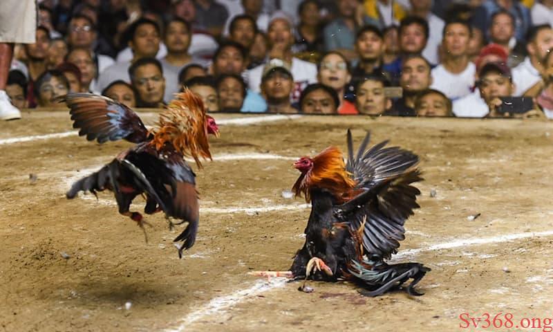 Cách chơi đá gà Lưu ý khi vào cá cược đá gà
