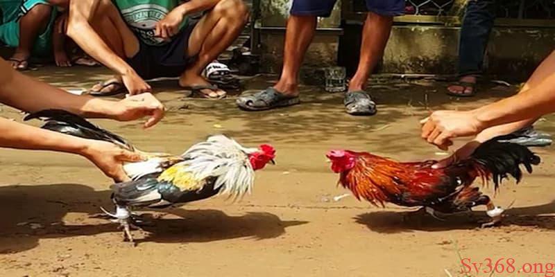 Luật đá gà miền Nam Luật đá gà miền Nam