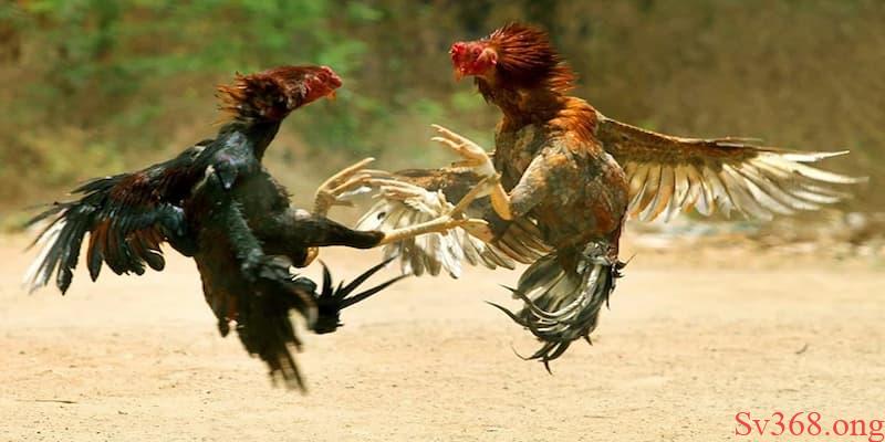 Luật đá gà miền Nam Luật đá gà miền Nam