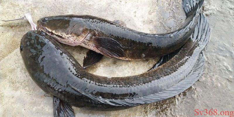 Mơ Thấy Cá Lóc Có Ý Nghĩa Gì? Các Con Số May Mắn Tại SV368 1 mơ thấy cá lóc