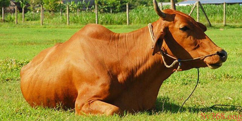 mơ thấy con bò Mơ thấy bò thì nên đánh số mấy cho may mắn?