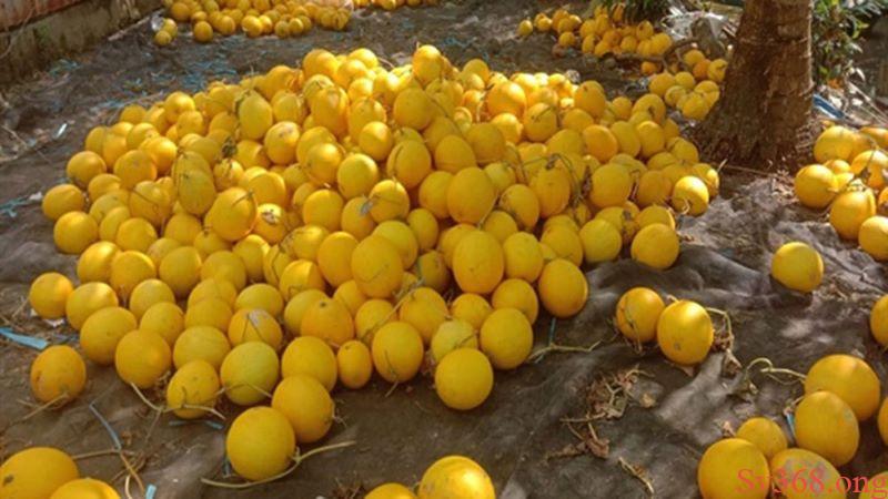 mơ thấy dưa hấu mơ thấy dưa hấu