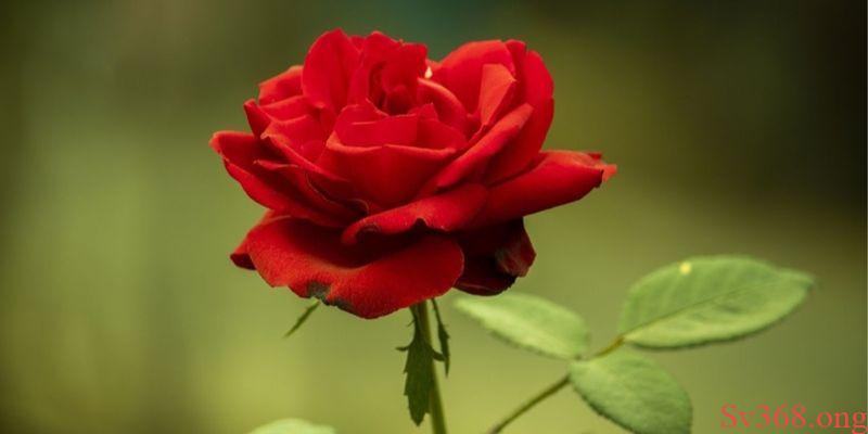 Mơ thấy hoa hồng Mơ thấy hoa hồng