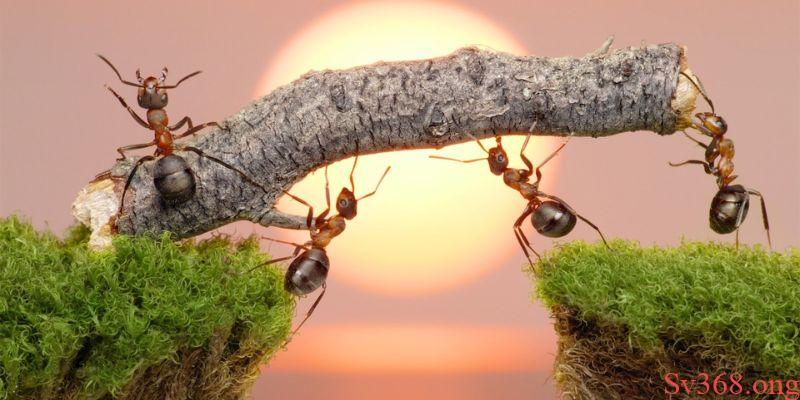 mơ thấy kiến mơ thấy kiến