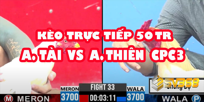 Trực tiếp Đá Gà 50 Triệu: A Tài vs A Thiện - Trận Cầu Không Khoan Nhượng 4 Trực tiếp Đá Gà 50 Triệu: A Tài vs A Thiện - Trận Cầu Không Khoan Nhượng